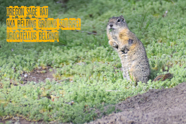 varmint hunting varminter sage rat oregon 20 vartarg .17 hmr sunday gunday